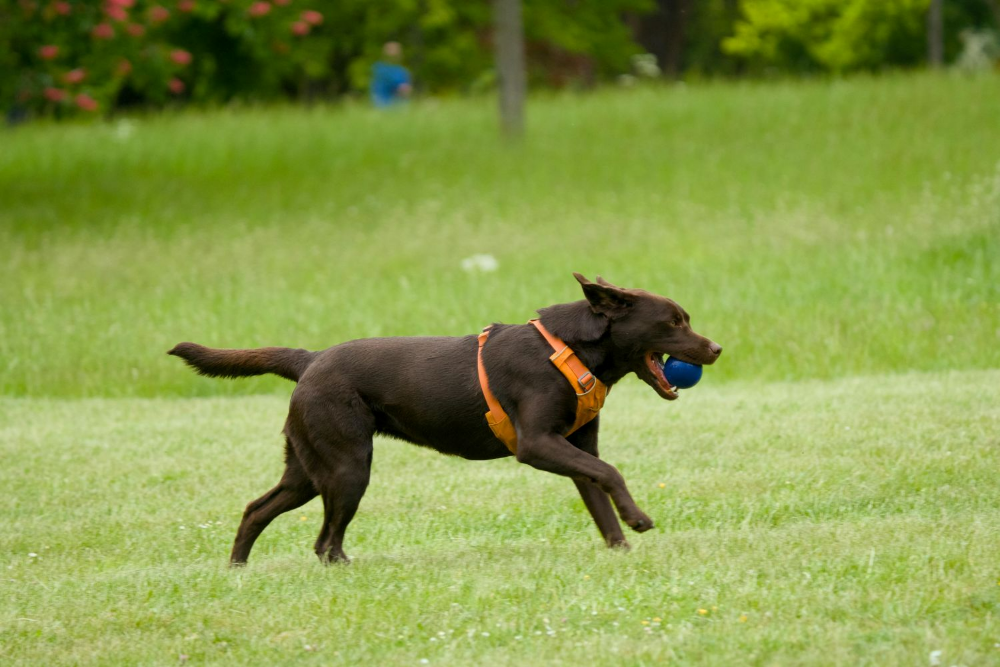 capa da noticia - norte rs portal de noticias sarandi, palmeira das missões, ultimas noticias
