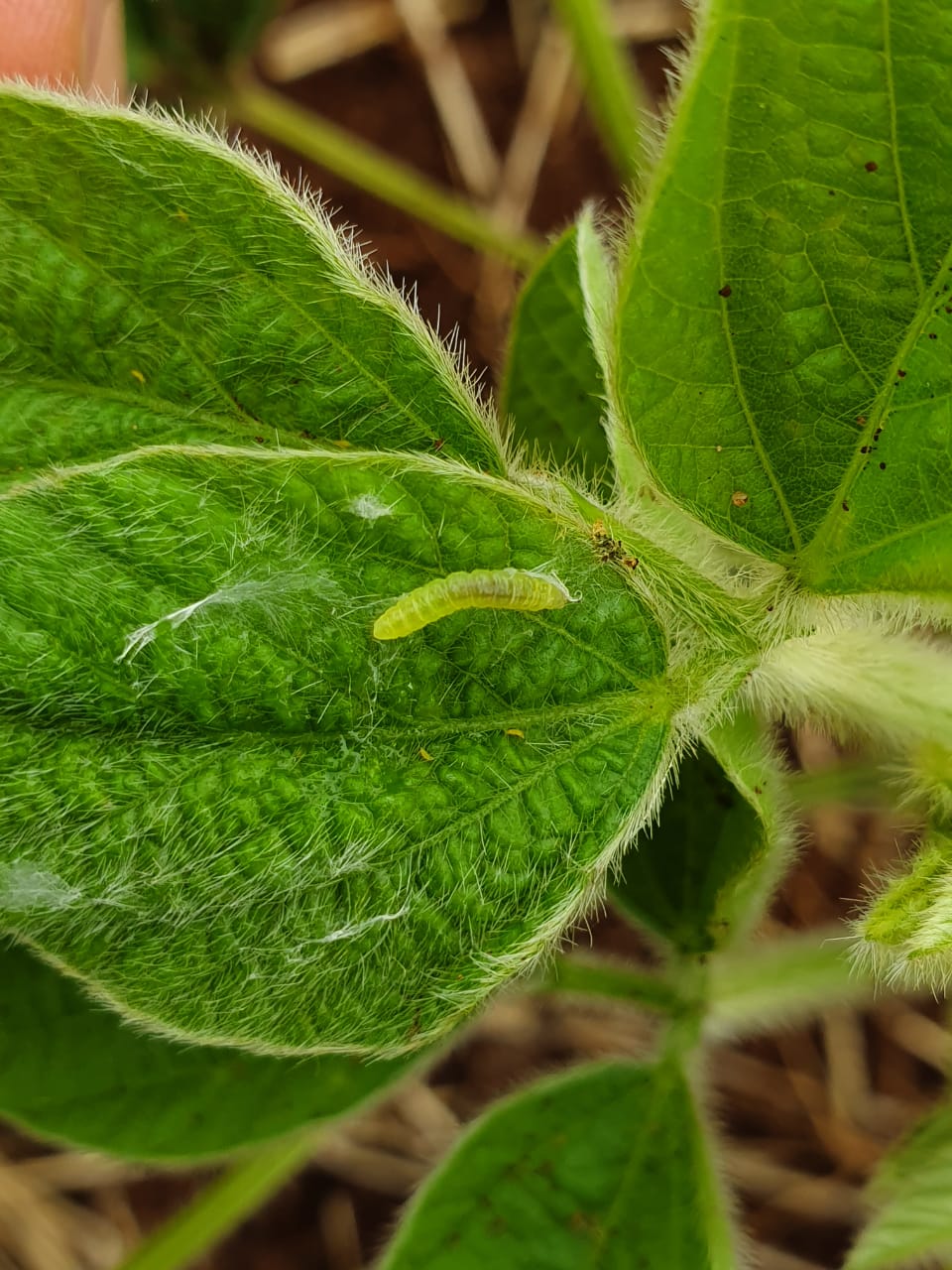 CapaNoticia